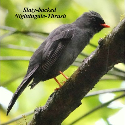 Slaty-backed Nightingale-Thrush